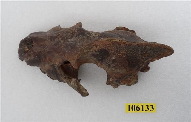 鬣狗頭部藏品圖，第1張
